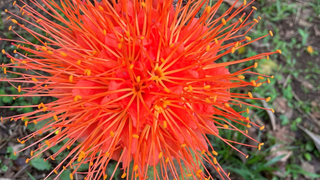 Tropical Orange Flower from Oahu, Hawaii