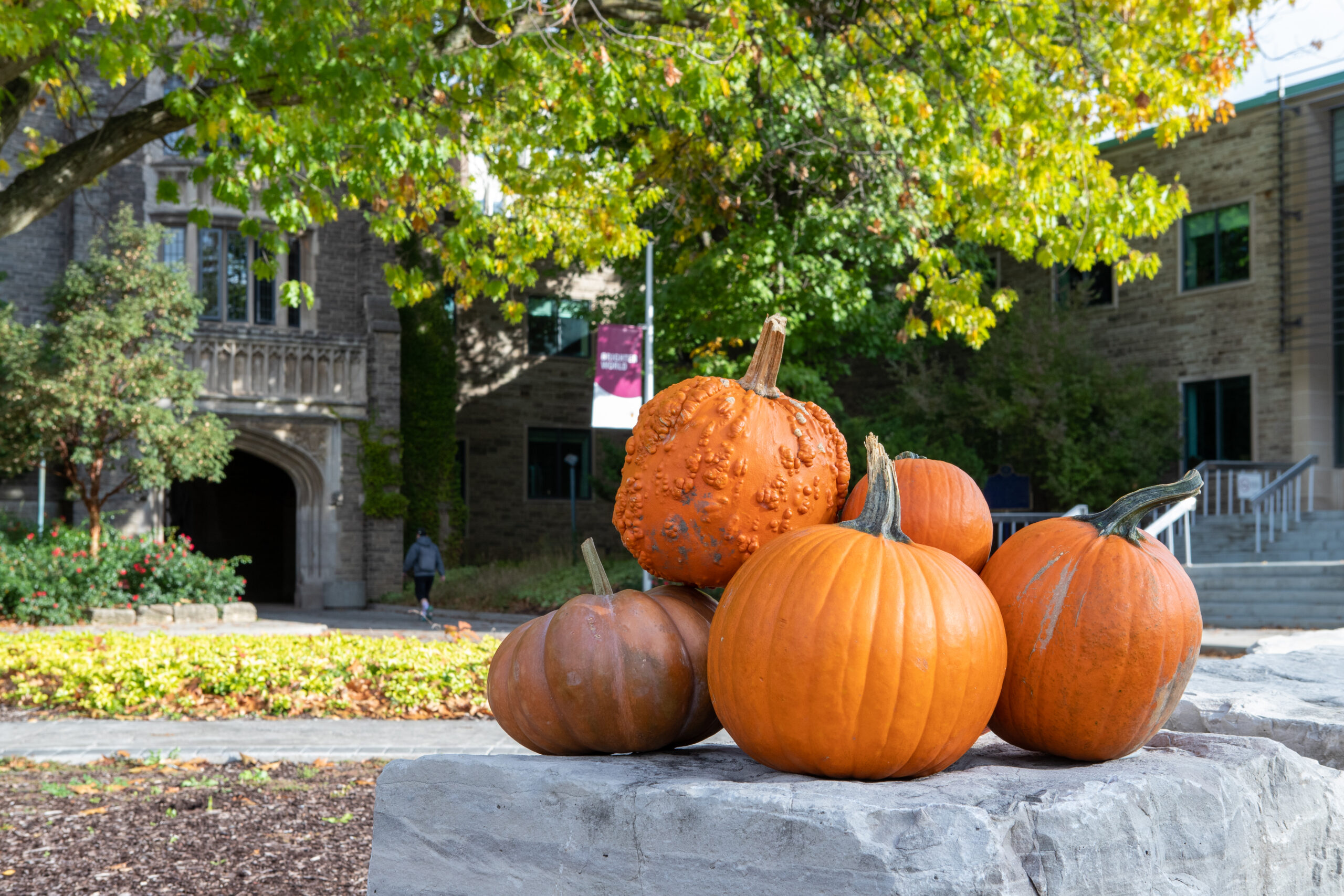 group of pumpkins on a stone