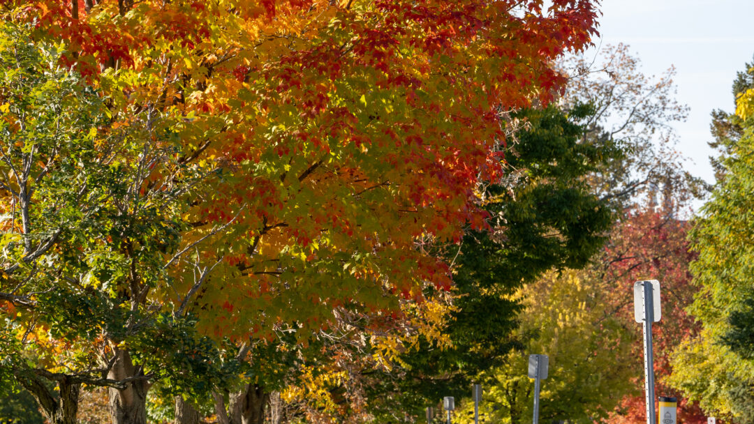 Fall trees at Forsyth Ave.