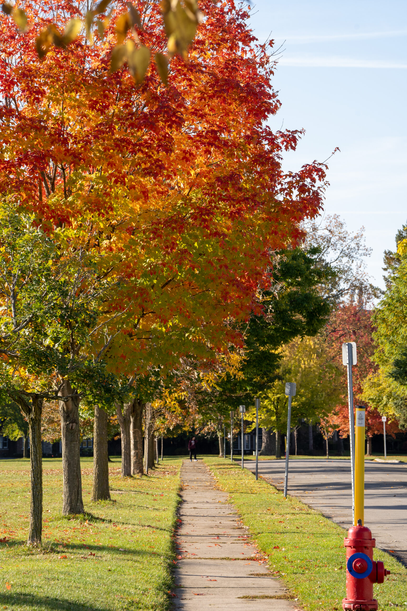 Fall trees at Forsyth Ave.