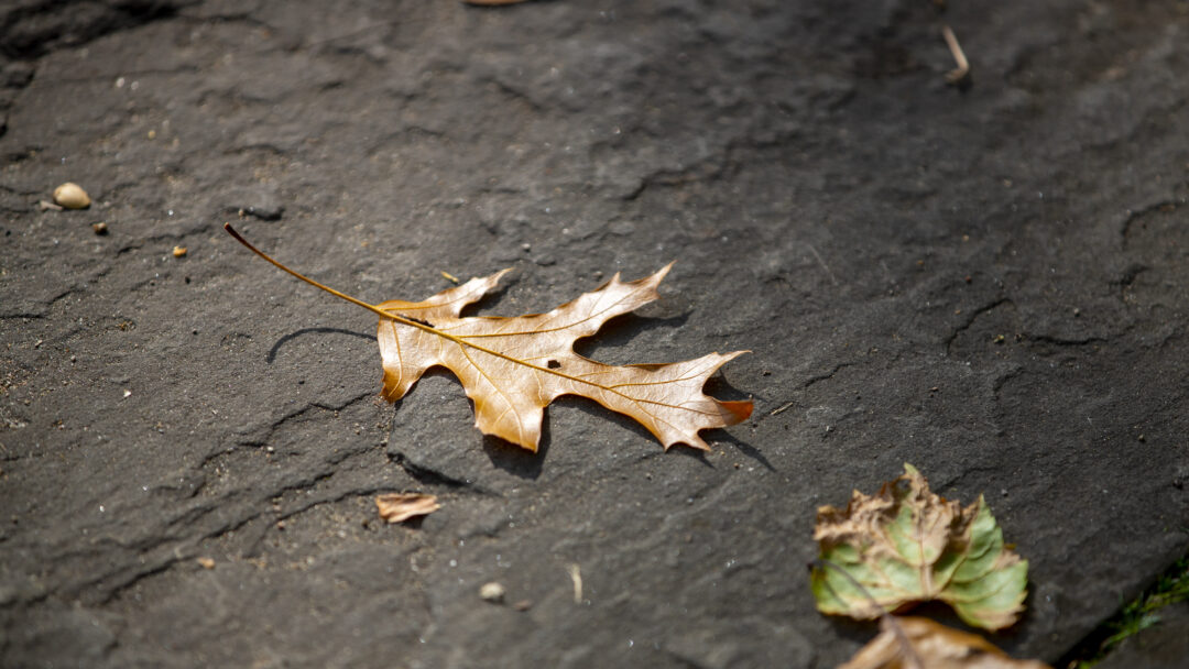 maple leaves on the ground