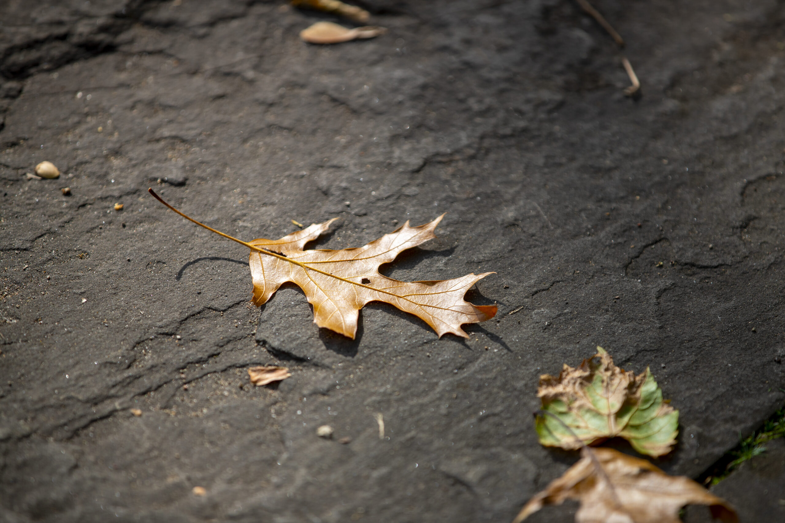 maple leaves on the ground