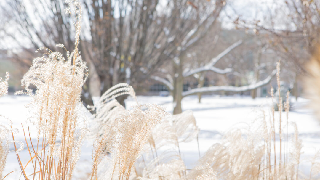 Dried grass in the winter