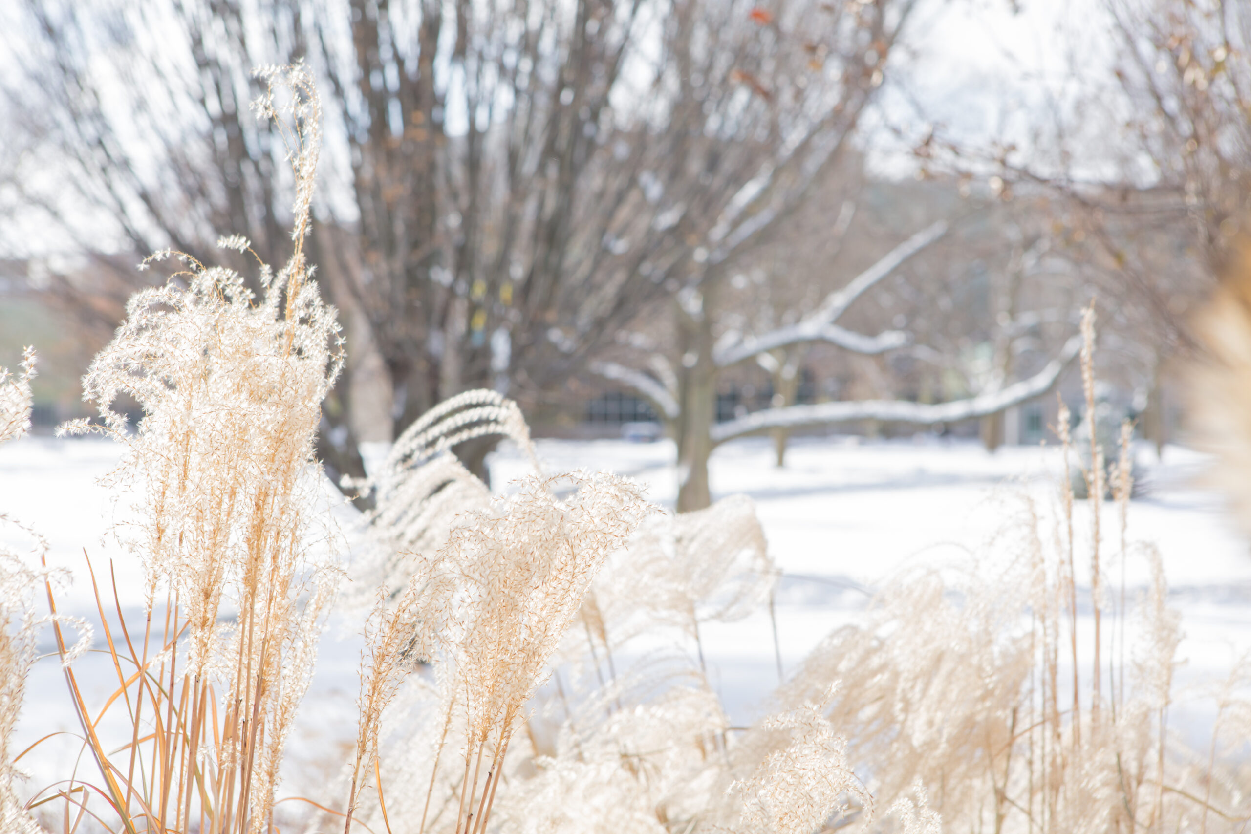 Dried grass in the winter