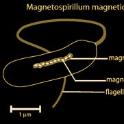 Magnetotactic Bacteria