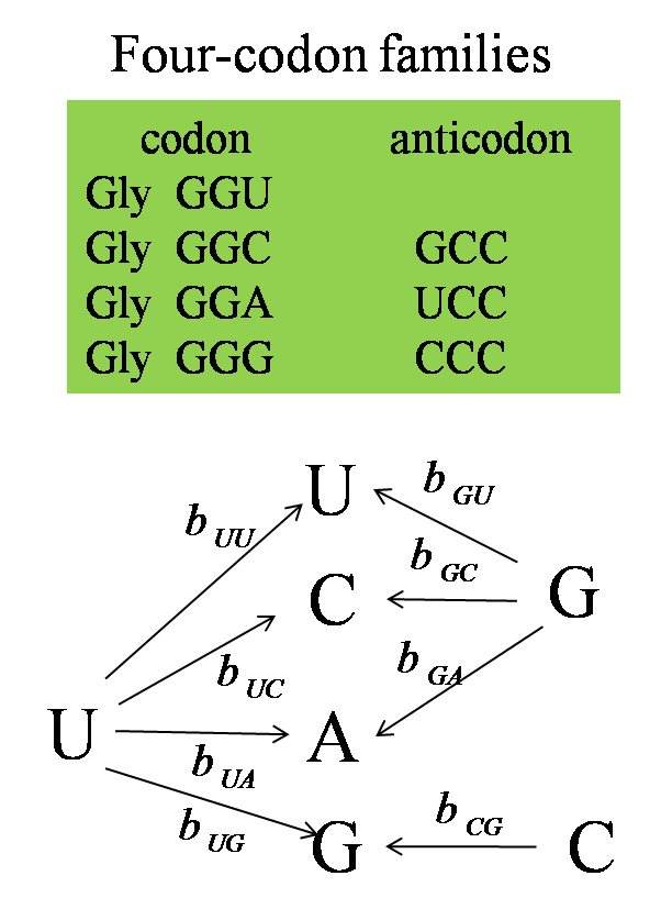 Codon4.png
