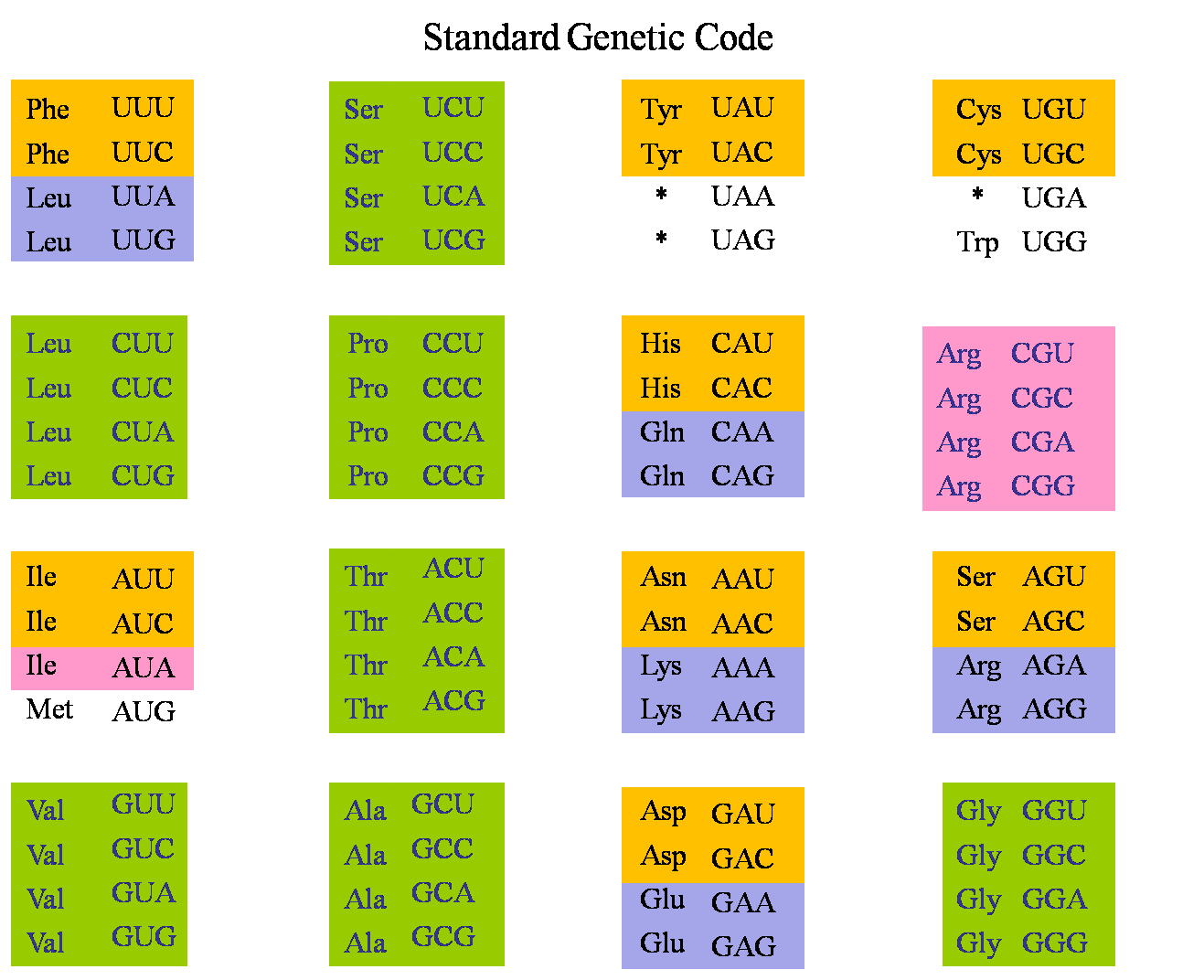 TRNA Codon Chart