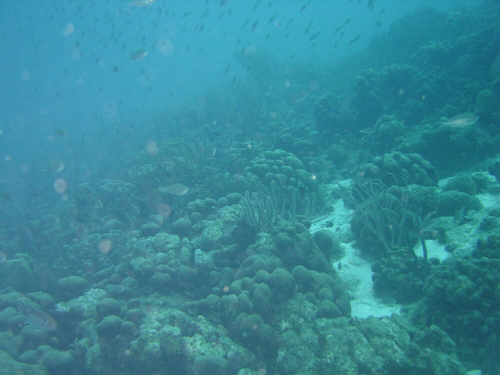 D:\photos\bonaire\Kalli's reef\DSC05148r.jpg