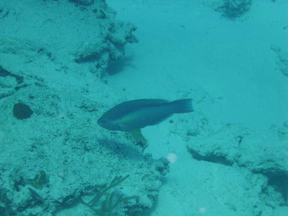 D:\photos\cozumel-06\sand\DSC04420r.jpg